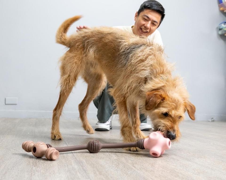 熊爸與愛犬熊三很受粉絲歡迎，兩人還上演護食與玩具的互動。（翻攝熊爸臉書）