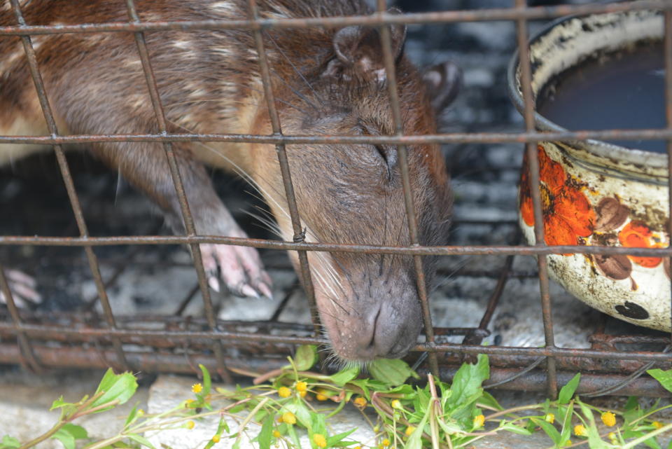 In this Dec. 27, 2013 photo, a lappe, a raccoon-sized rodents whose meat is known to go for $19 per pound, pokes it's nose through the bars of a trap set by a poacher in the rural village of Toco in northern Trinidad. The twin-island country of Trinidad and Tobago, at least on paper, has transformed the southernmost island nation of the Caribbean into a no-trapping, no-hunting zone for about two years to give overexploited game animals some breathing room and to conduct wildlife surveys. But poachers are continuing to hunt creatures such as deer, armadillo and lappe. (AP Photo/David McFadden)