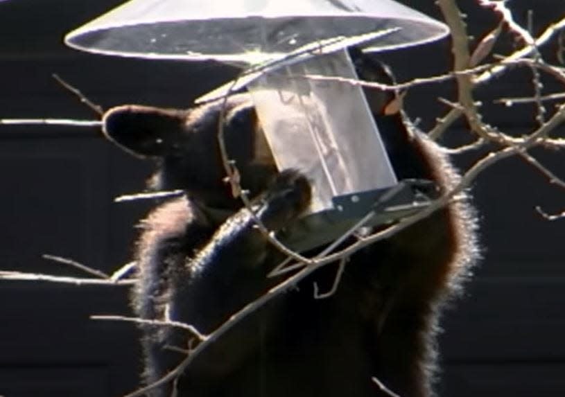 A black bear seen looking for food inside a bird feeder. In an informational video, MassWildlife advises people not to put out feeders during bear season and to remove other sources of food like garbage to prevent them from coming.