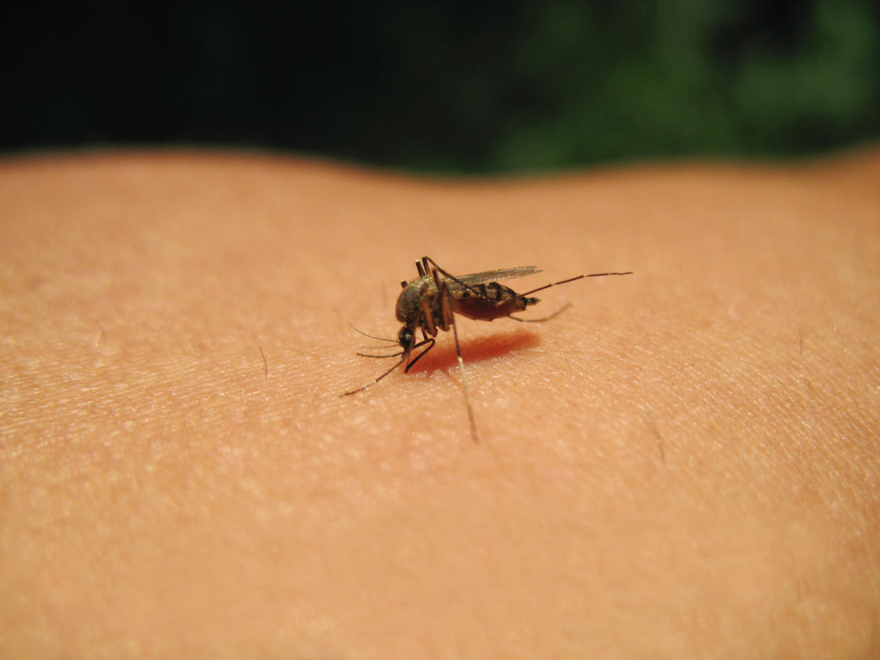 Das West-Nil-Virus wird von Stechmücken übertragen. (Symbolbild: Getty Images)