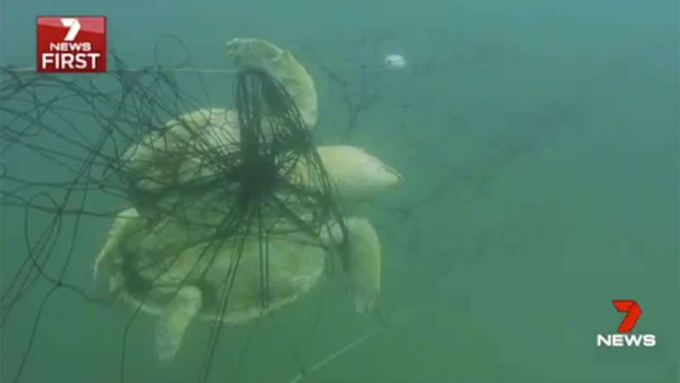 Animals previously captured in the nets include hammerheads, rays, great whites, turtles, dolphins and critically endangered grey nurse sharks. Source: 7 News