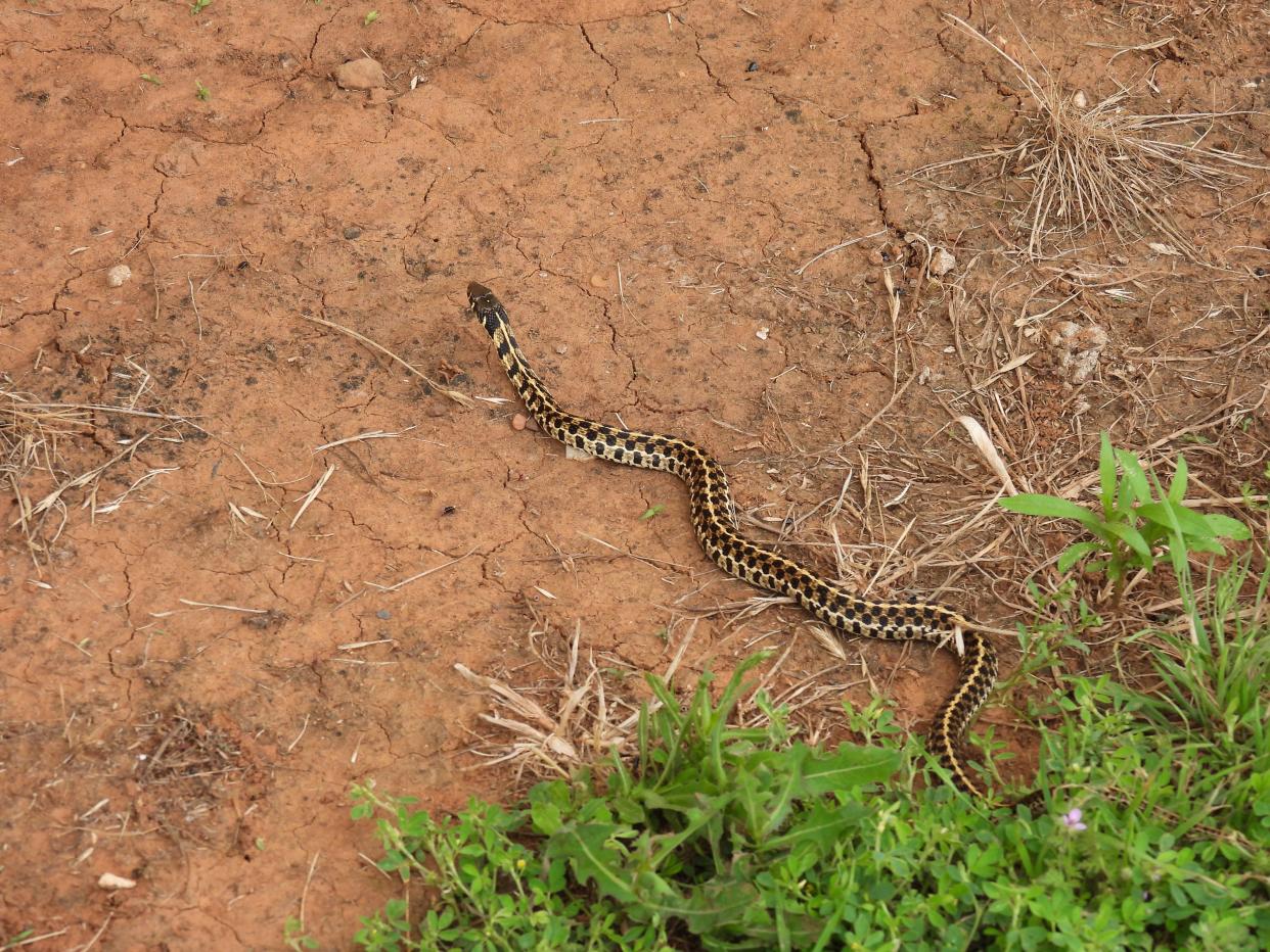 Checkered Garter Snake