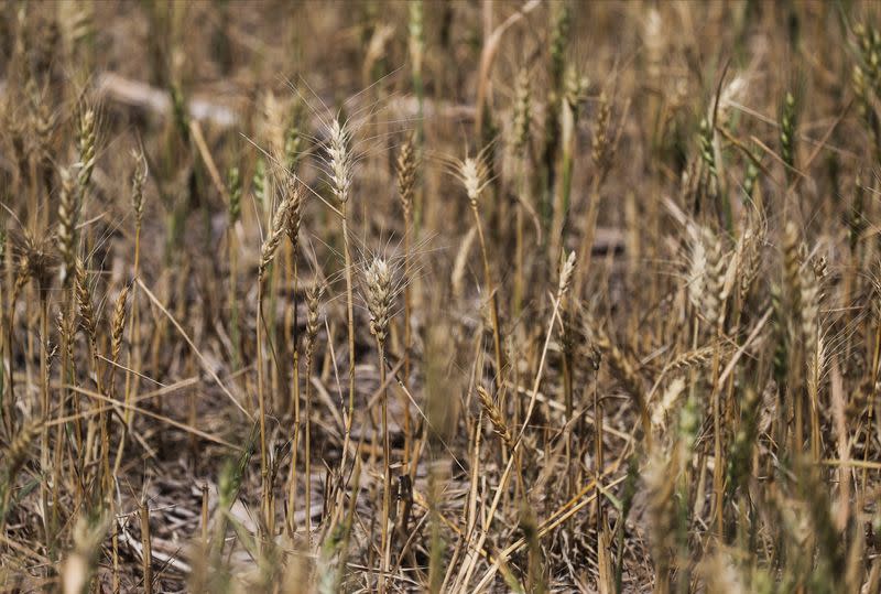 Campos pelados y vacas muertas, una postal de la peor sequía en décadas en Argentina