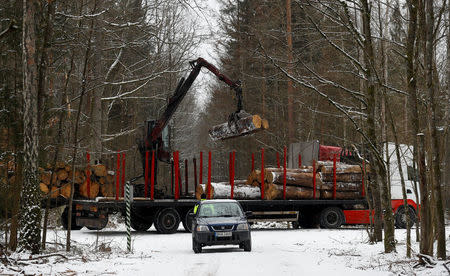 A truck is loaded with logged trees at one of the last primeval forests in Europe, Bialowieza forest, near Bialowieza village, Poland February 15, 2018. Picture taken February 15, 2018. REUTERS/Kacper Pempel
