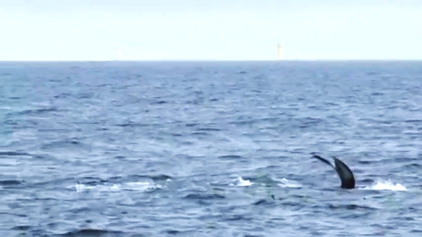 Whales, dolphin and tuna in the South Fork Wind Farm area.