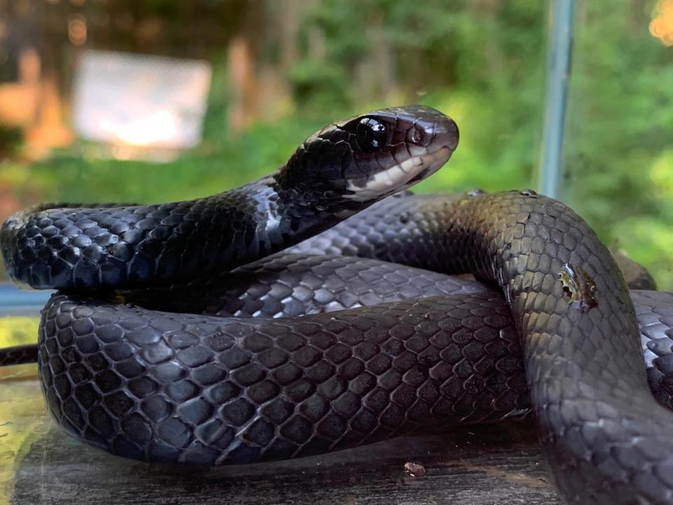 Adult Black Racer snake.