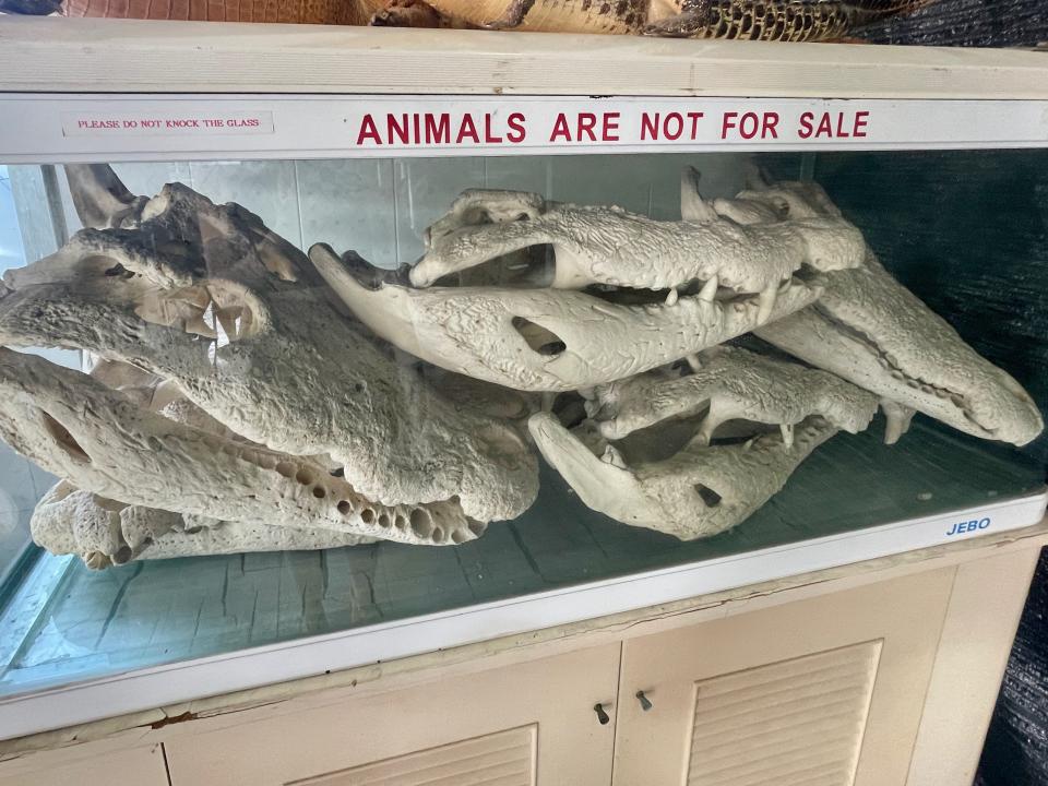 A tank used as a display for crocodile skulls.