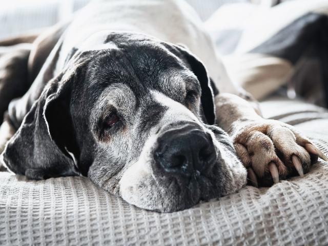 A close up of a senior Great Dane resting on the couch at home, with visible signs of aging over the snouts.