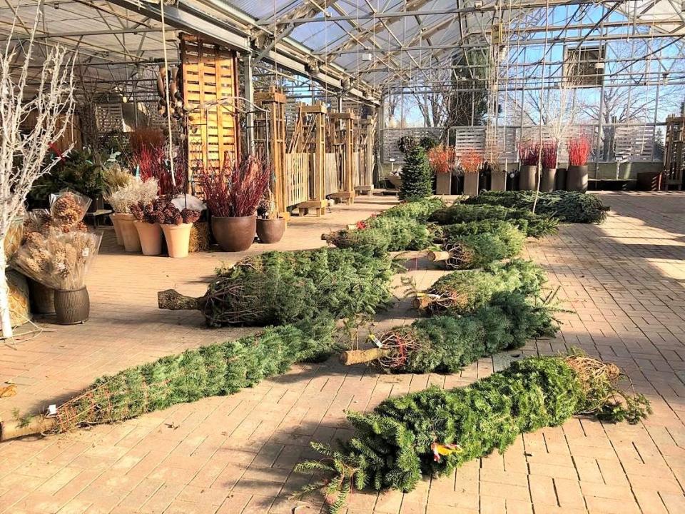 Christmas trees lay wrapped and ready to be displayed in the Landscape Garden Centers' greenhouse Nov. 17, 2021.