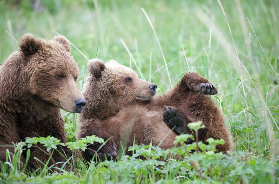 Im Lake-Clark-Nationalpark in Alaska sucht eine Bärenmutter mit ihren Jungen bei Andreas Kieling und seinem Team Schutz.  (Bild: ARTE / Andreas Kieling)