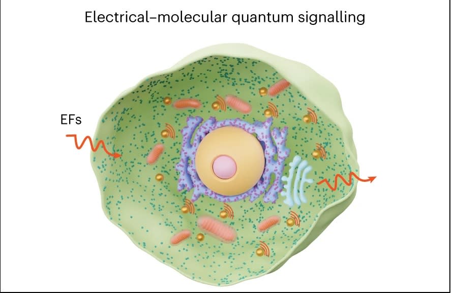 該示意圖展示了如何使用交流電場反應的生物奈米天線來實現與胶质母细胞瘤（GBM）細胞的電子-分子量子信號傳遞。（圖／<a href="https://www.nature.com/articles/s41565-023-01496-y" rel="nofollow noopener" target="_blank" data-ylk="slk:Nature Nanotechnology;elm:context_link;itc:0;sec:content-canvas" class="link ">Nature Nanotechnology</a>）