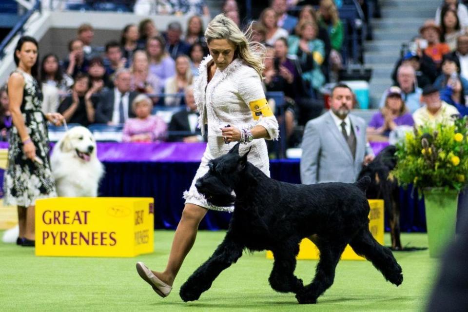 Monty, a Giant Schnauzer from Ocean City, New Jersey, wins the Working Group during the 148th Westminster Kennel Club Dog Show at the USTA Billie Jean King National Tennis Center, in New York City, New York, U.S., May 14, 2024.