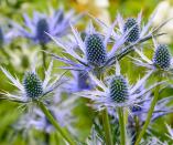 <p> <strong>Height:</strong> 2-4ft </p> <p> <strong>Hardiness:</strong> USDA 4-9 </p> <p> <strong>Vase life:</strong> 7-10 days&#xA0; </p> <p> Add drama and structure to your bouquets with spiky sea holly, otherwise known as eryngium. A drought-tolerant plant that likes well-drained soil and plenty of sun, it&apos;s a perfect choice for dry gardens. </p> <p> They come in a variety of sizes and colors &#x2013; from blue and green to silvery white. Plunge them into a bucket of cold water once picked and before you start arranging &#x2013; this will help them to last longer in your display. </p>