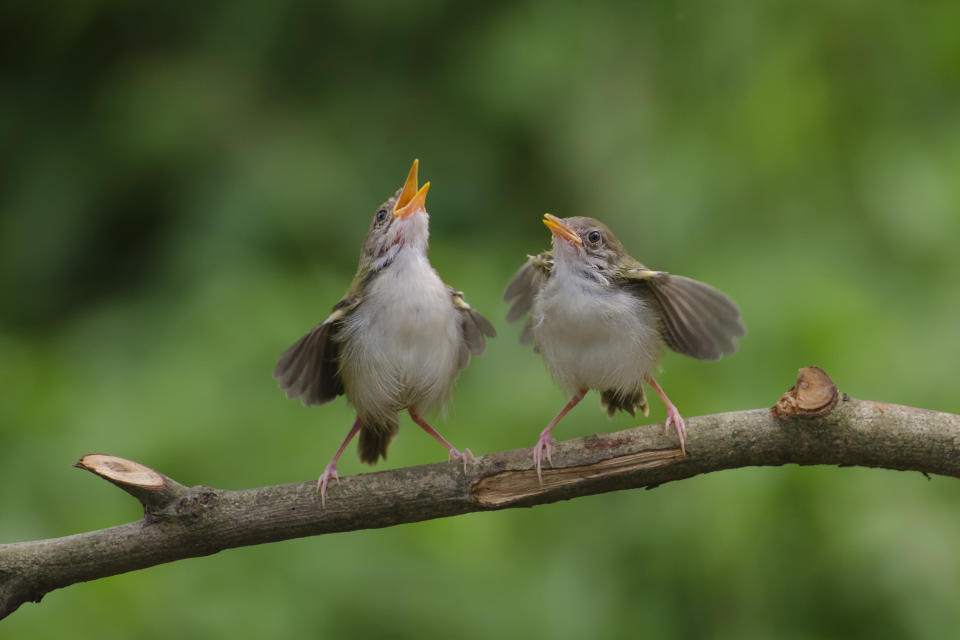 Los pájaros se ven obligados a cantar más fuerte en los lugares en los que los humanos hacen ruido (Foto:Getty)