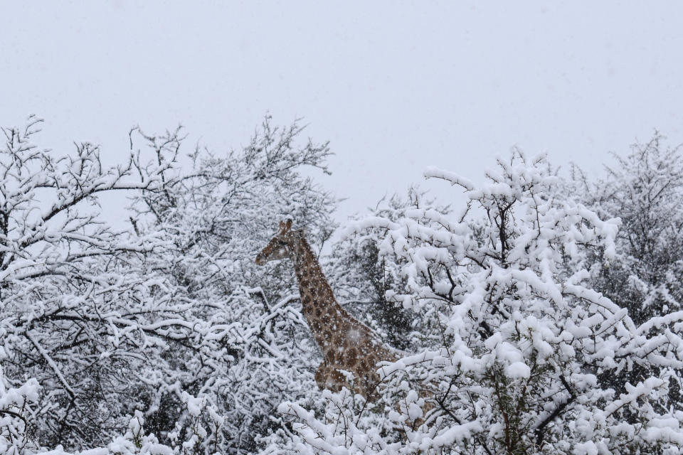 <em>Mother Nature – the animals know when snow is coming, said photographer Kitty Viljoen (Picture: Kitty Viljoen/Caters News</em>