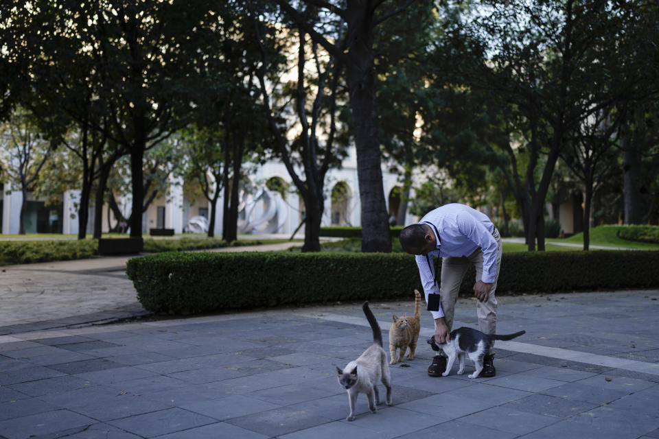 El veterinario Jesús Arias saluda a Ollin en un jardín del Palacio Nacional en Ciudad de México, el jueves 4 de marzo de 2024. Hay 19 gatos con carta blanca en el Palacio Nacional de México, que recorren desde hace mucho los frondosos jardines y antiguos salones coloniales de uno de los edificios más emblemáticos del país. (AP Foto/Eduardo Verdugo)