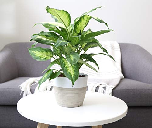 8) Dumb Cane Dieffenbachia