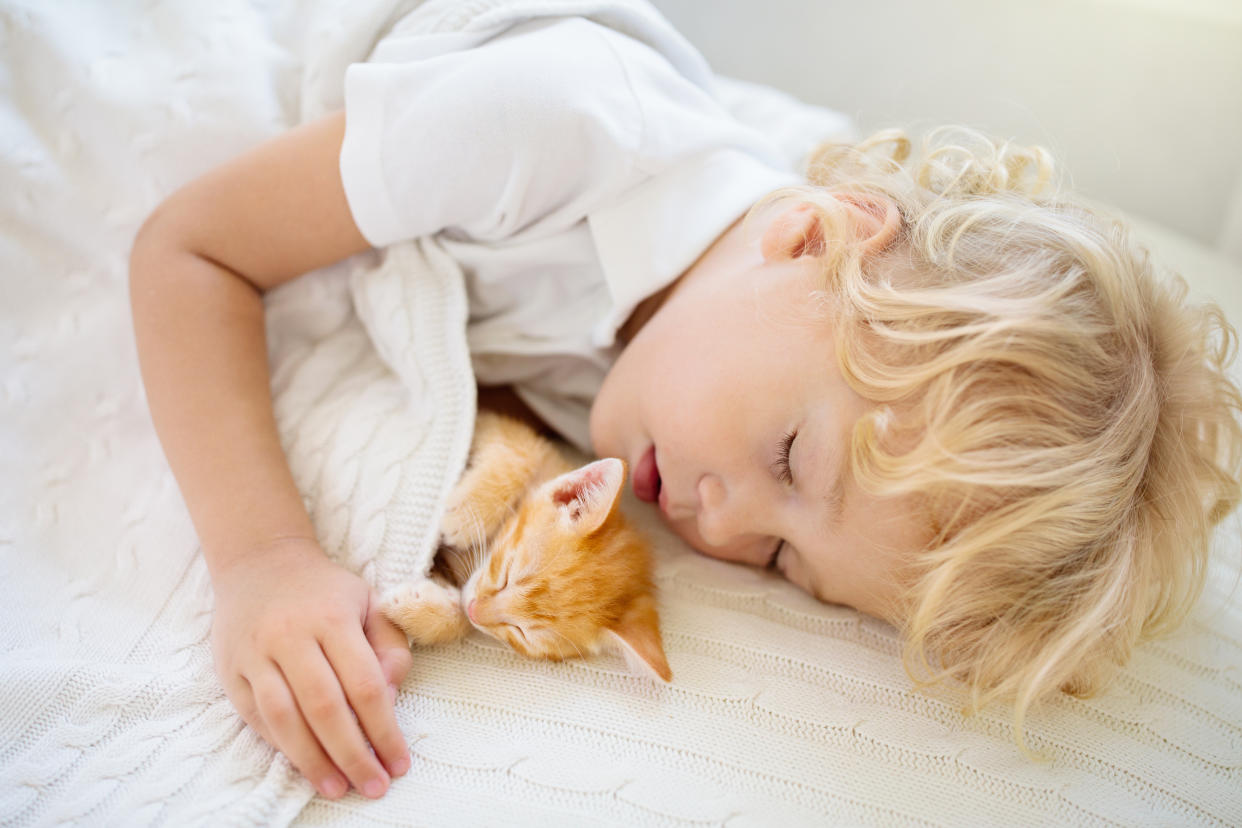 Baby boy sleeping with kitten on white knitted blanket. Child and cat. Kids and pets. Little kid with his animal. Cozy winter evening with pet. Children play with animals. Toddler and kitty sleep.