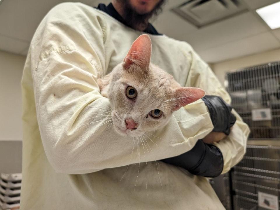 A total of 38 cats were recently taken to the Colorado Springs office of the Humane Society of the Pikes Peak Region after being taken from a single room at the Val U Stay Inn and Suites in Pueblo on Thursday.