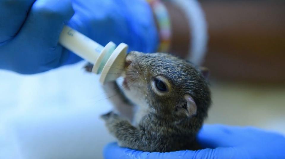 A baby squirrel is bottle-fed at the wildlife center. (Photo: humanesociety.org)