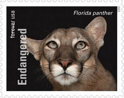 Florida panther stamp issued by the United States Postal Service on May 19, 2023.