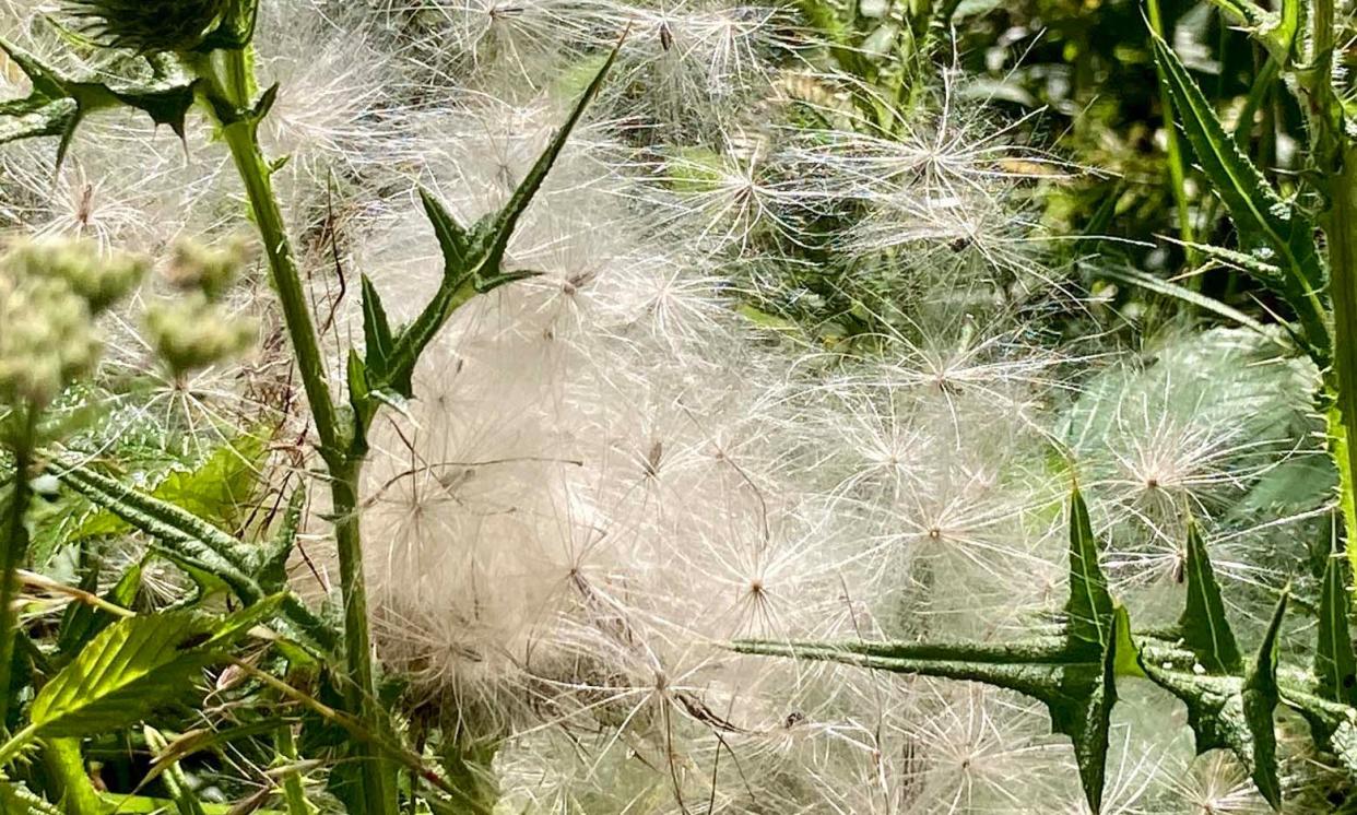 <span>‘After several days of stifling heat, spear thistles spill soft cascades of plumed seeds.’</span><span>Photograph: Phil Gates</span>