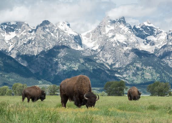 Grand Teton National Park