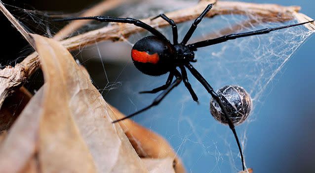 A Sydney tradie has been hospitalised after being bitten on the penis by a redback spider while using a Portaloo in a building site in the city's south. Photo: Getty Images