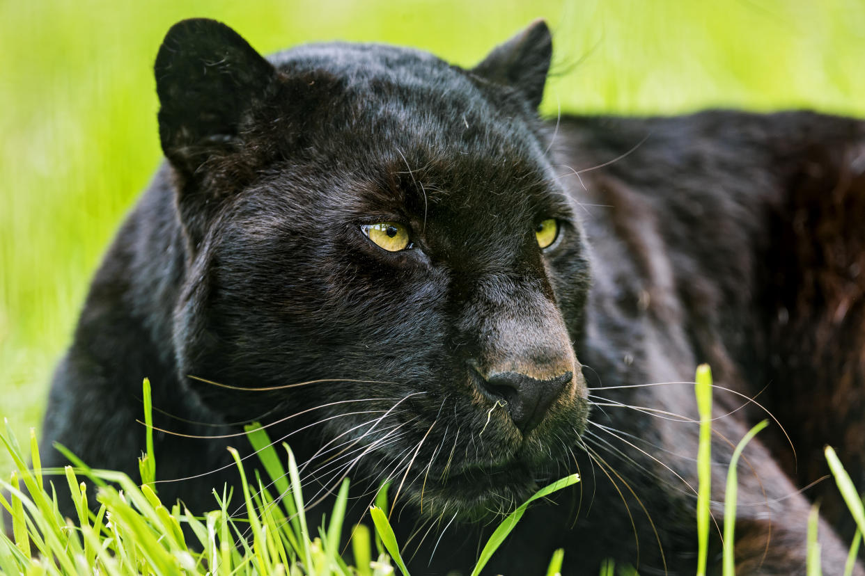 A close portrait of a male black leopard lying in the grass