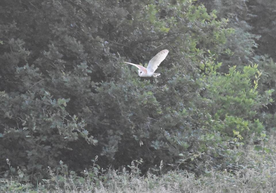 Otra foto de la lechuza común en Hampstead Heath.