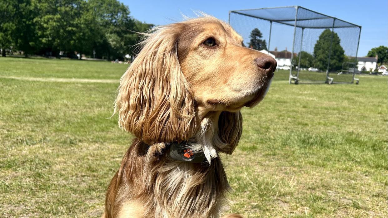  a photo of a dog wearing the pitpat Gps dog tracker 