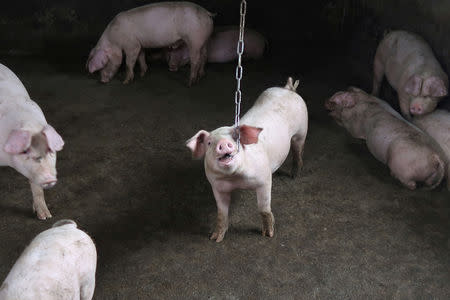 Pigs are seen at a backyard farm on the outskirts of Harbin, Heilongjiang province, China September 5, 2018. REUTERS/Hallie Gu