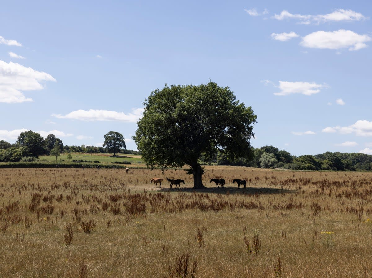 Horses stand in the shade of an oak tree in a parched field in Oxted, Surrey, in August  (Getty)