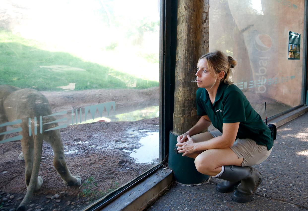 Jennifer Jeffords, carnivore caretaker, watches the lion cubs eat an enrichment treat July 12 at the Oklahoma City Zoo and Botanical Gardens.