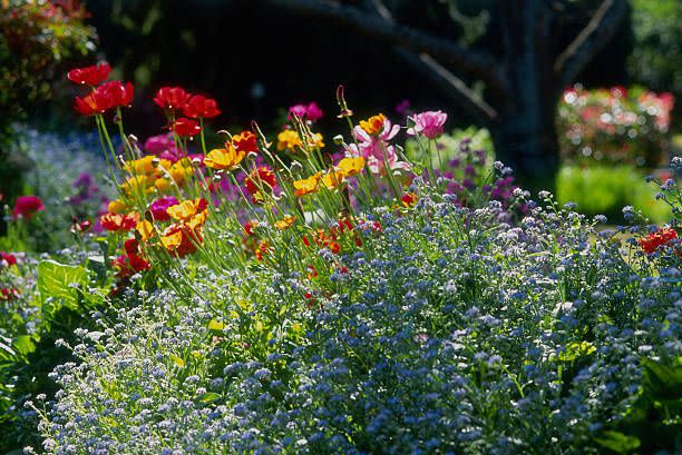 annuals vs perennials