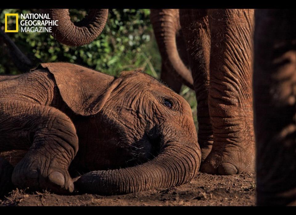 An orphan lies down for a post-feeding nap at the Nairobi nursery. Elephants, among the most intelligent creatures on Earth, may have no future without our help.