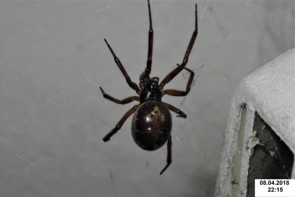 Oxford Mail: False widow spider