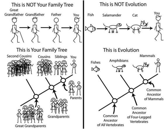 People who disbelieve evolution often take offense to the idea than "man came from a monkey." The reality of the evolutionary tree is a bit more complex.