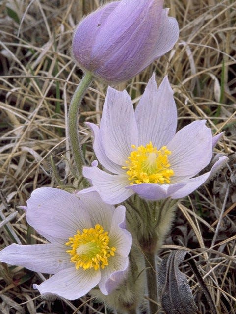 Pasqueflower is a spring ephemeral that grows well in wooded areas.