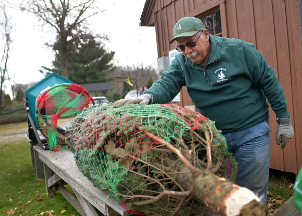 Greg Davagian, owner of Davagian Tree Farm in Sutton, gets a customer's Christmas tree ready for transport last week.