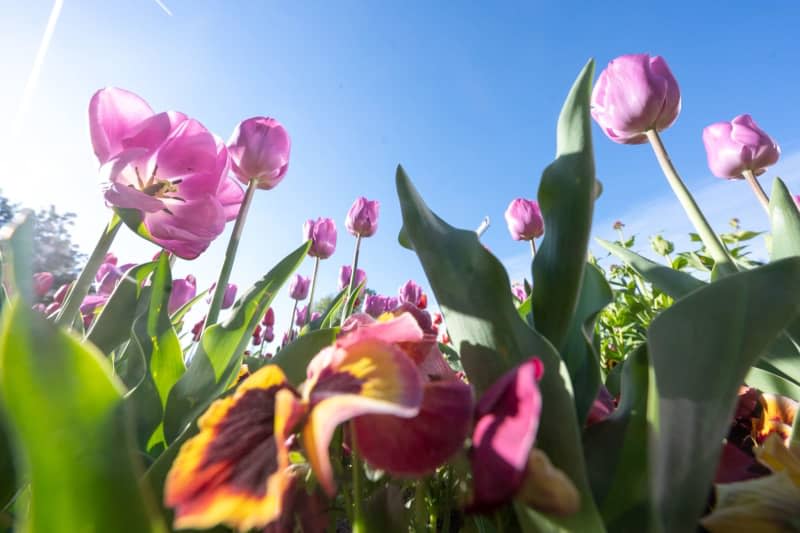 Tulips and pansies stand in a bed in the morning sun. Lawson first planted greenery, for comfort, then added colour as her health improved. Sebastian Gollnow/dpa