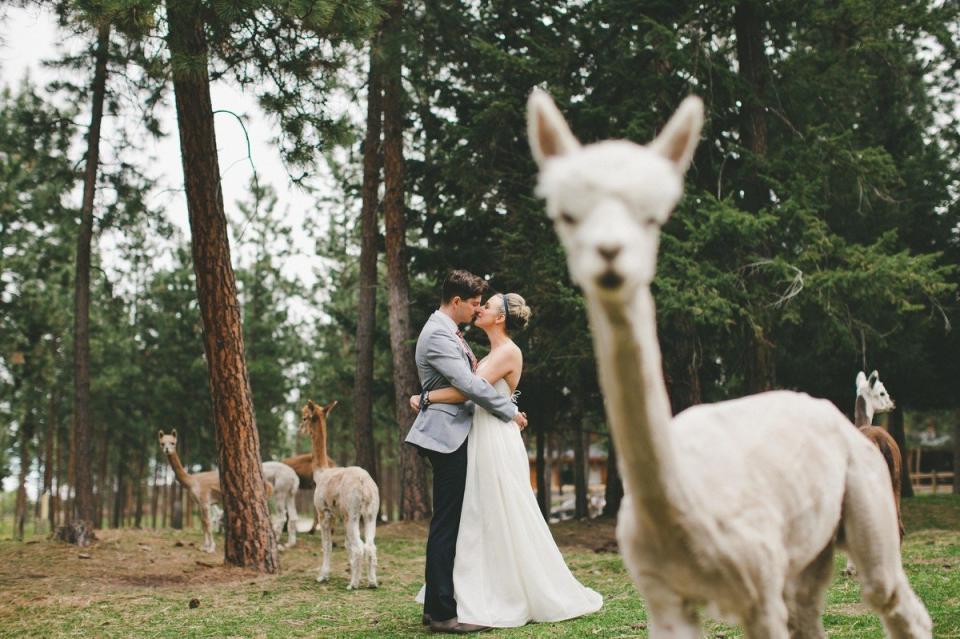 If this PDA doesn't stop,&nbsp;<i>alpaca</i>&nbsp;bag and leave.&nbsp;