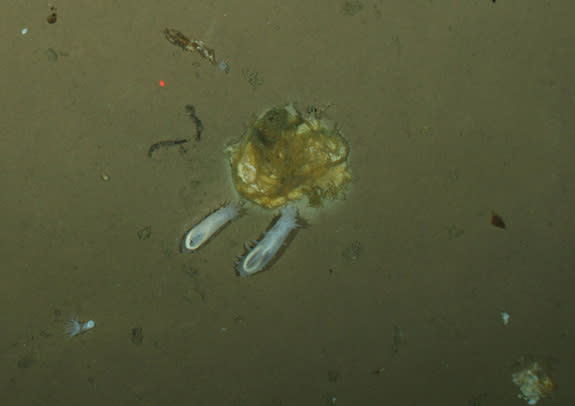 Sea cucumbers eating Arctic algae.