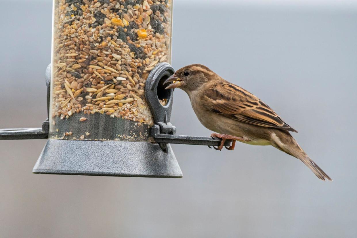 House sparrow eating from bird feeder