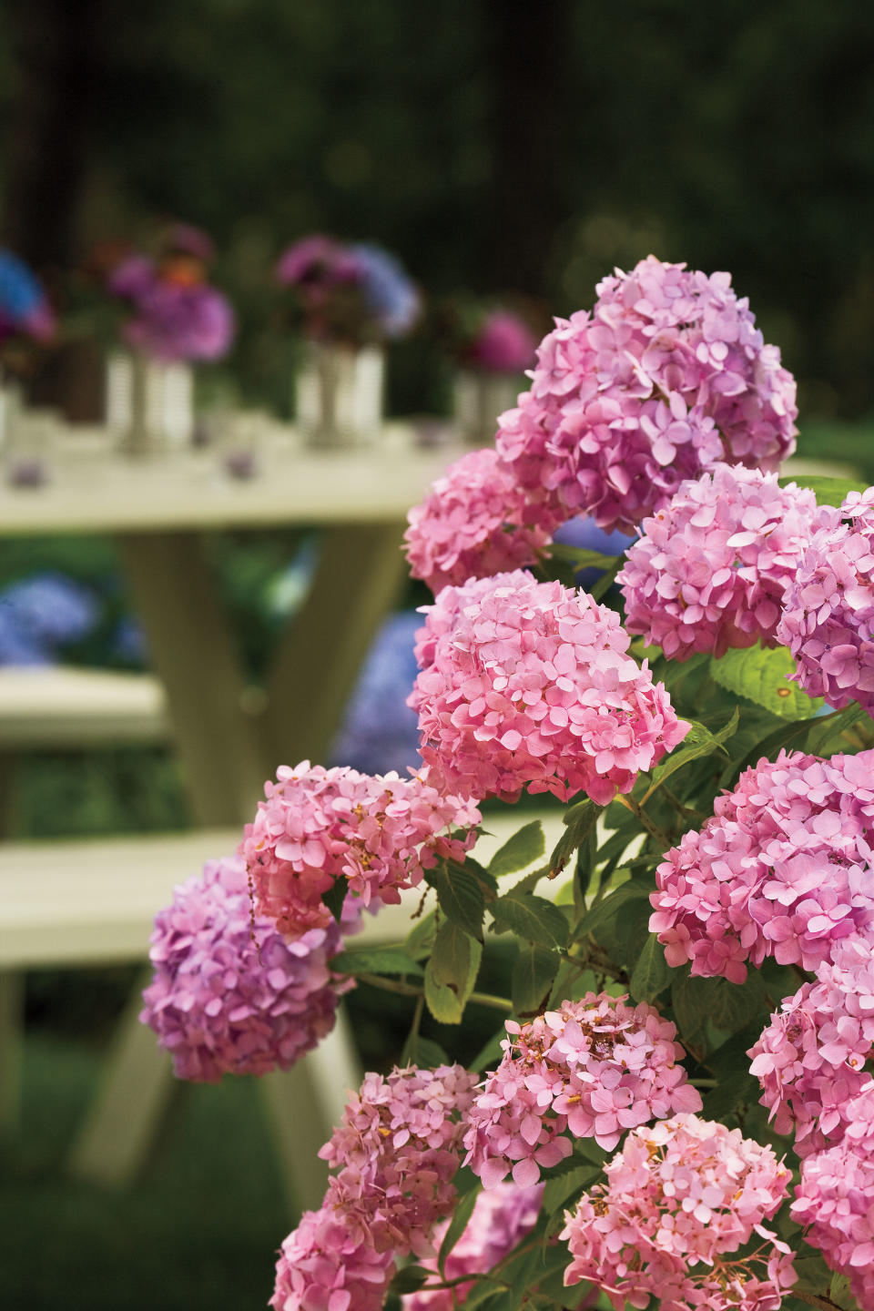 4. How can I change a hydrangea’s color?