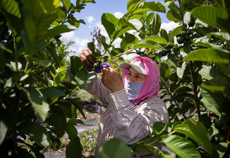 Ines Martinez, 44, wraps fruit with plastic bags to protect them from pests on a farm in Homestead.