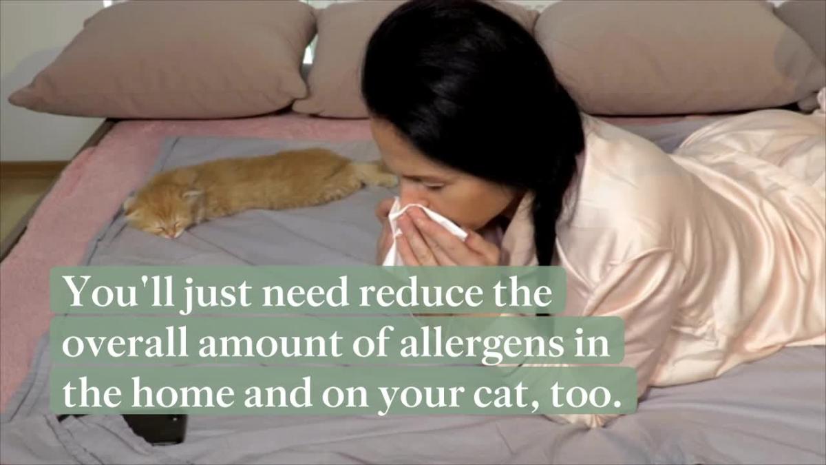 How To Reduce Cat Dander And Allergies At Home 