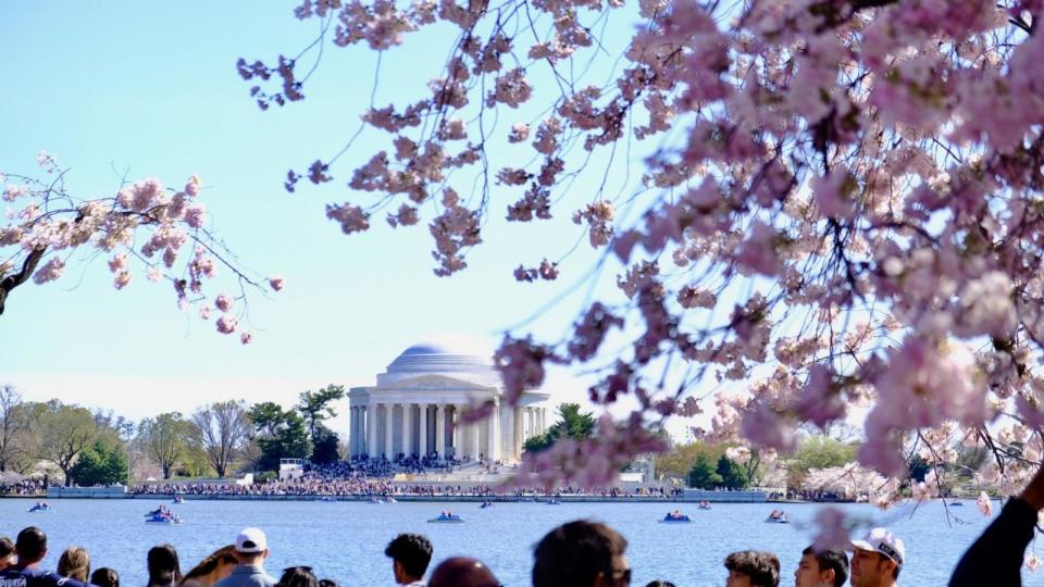 PHOTO: In this March 26, 2023 file photo, cherry blossoms are in bloom around the Tidal Basin during the National Cherry Blossom Festival at the National Mall in Washington.  (Rabia Iclal Turan/Anadolu Agency via Getty Images, FILE)