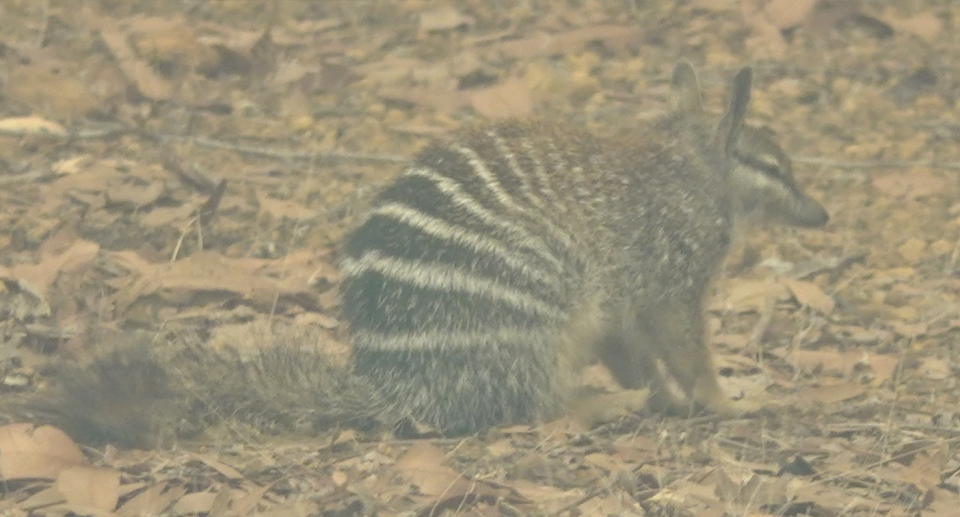 A numbat was seen fleeing into the fire zone. Source: Supplied