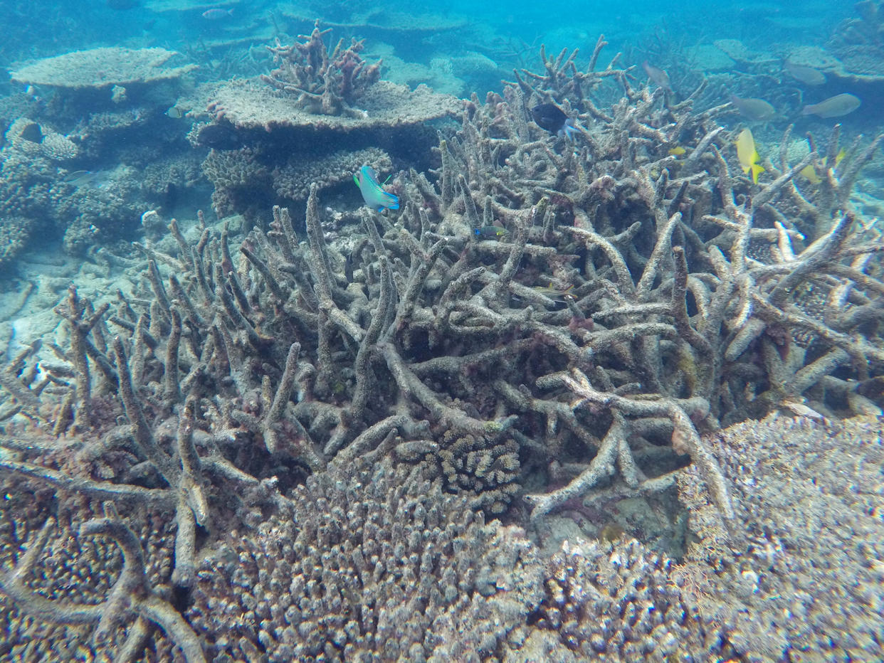 The authors estimate that the reef is worth A$29bn to tourism and has a brand – or indirect – value of A$23.2bn: AP